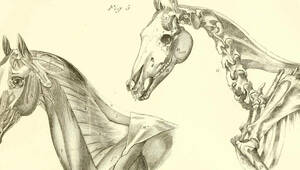 Anatomy And Physiology Of The Horse